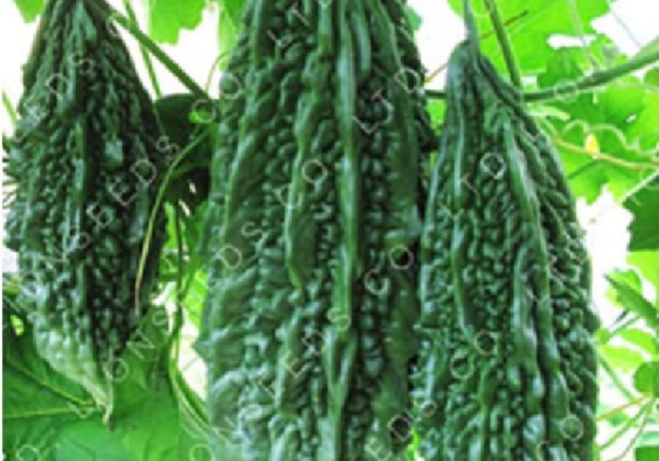 Bitter Gourd JAUNPURI LONG GREEN