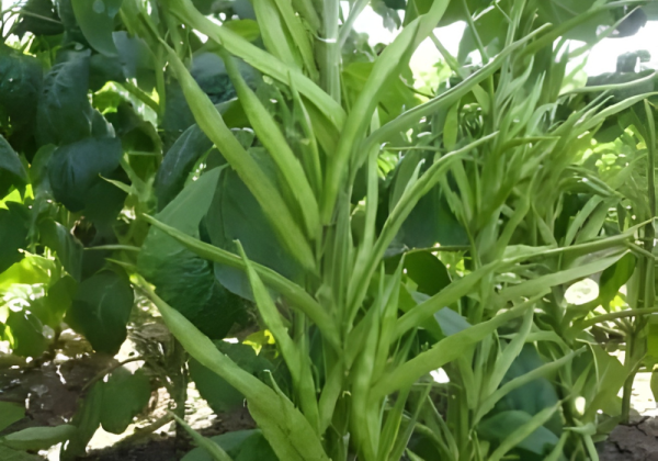 Clusterbeen S. S. 761+